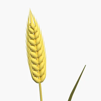 Сухой колос пшеницы, набор 20 шт. No brand 01241815: купить за 270 руб в  интернет магазине с бесплатной доставкой