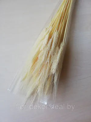Фотообои Колосья пшеницы артикул Bo-098 купить в Оренбург|;|9 |  интернет-магазин ArtFresco