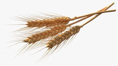 Колосья пшеницы остистой ,натуральные осветленные, 50+шт. (ID#159634319),  цена: 7 руб., купить на Deal.by