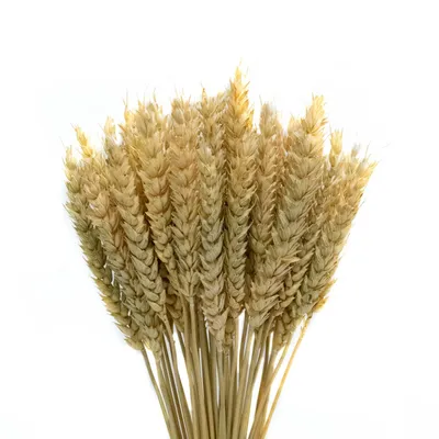 Поле колосья пшеницы туман раннее …» — создано в Шедевруме