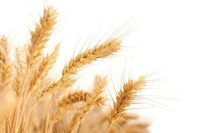 колосья пшеницы на белом фоне Стоковое Фото - изображение насчитывающей  взорвать, золото: 222044594