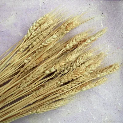 Пшеница Колосья Пшеницы Сельское - Бесплатное фото на Pixabay - Pixabay