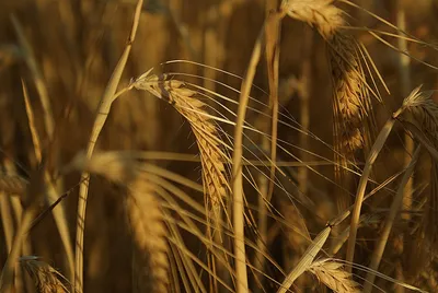 зелёные колосья пшеницы тянуться к солнцу Stock Photo | Adobe Stock
