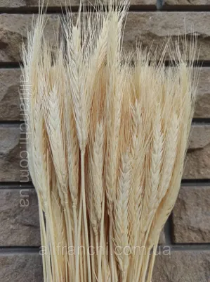 Сухоцветы/ Колосья пшеницы 50 см купить по цене 450 ₽ в интернет-магазине  KazanExpress