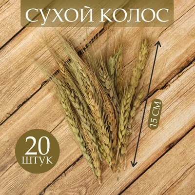 Колос пшеницы 3D Модель $10 - .3ds .fbx .max .obj - Free3D