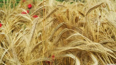 Векторный Колосок Пшеницы Выделен На Белом Цвете — стоковая векторная  графика и другие изображения на тему Пшеница - Пшеница, Трёхразмерный,  Векторная графика - iStock