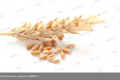 Золотые колосья пшеницы PNG , золотой, Колос пшеницы, пшеница PNG картинки  и пнг PSD рисунок для бесплатной загрузки