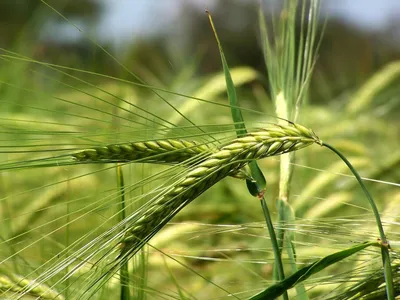 Wheat ears isolated on white background. Колосья пшеницы, изолированные на  белом фоне Stock Photo - Alamy