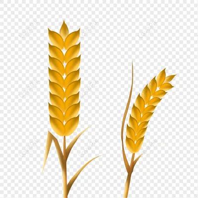 Фотообои Колосья пшеницы на стену. Купить фотообои Колосья пшеницы в  интернет-магазине WallArt