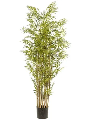 Драцена Бамбук (Dracaena sanderiana) 25 см - купить в Минске с доставкой,  цена и фото в интернет-магазине Cvetok.by