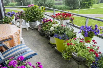 ЦВЕТОЧНЫЕ КОНТЕЙНЕРНЫЕ САДЫ | Patio container gardening, Garden containers,  Potted plants patio