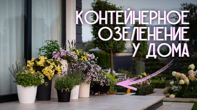 В пригородном саду, где выращиваются контейнерные растения, растения  пожимают цветы и зелени. Сфотографирован в гортани Стоковое Фото -  изображение насчитывающей сад, естественно: 246383302