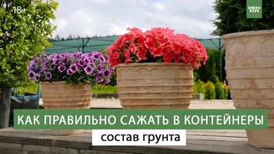 😍🔥6 фантастически красивых цветов для летнего контейнерного сада🌺🌻 ⠀ 🌾Контейнерный  сад ценится за мобильность — растения можно… | Instagram