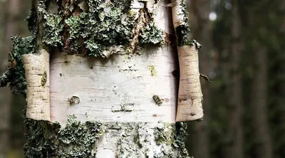 Кора березы фото фотографии