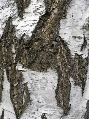 Кора березы с лишайниками стоковое фото. изображение насчитывающей  древесина - 135649064