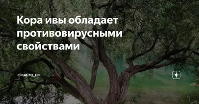Ива Дерево Внешней Оболочки Фотографии Кора Дерева Узорчатая Кора Кора Ивы  — стоковые фотографии и другие картинки Вертикальный - iStock