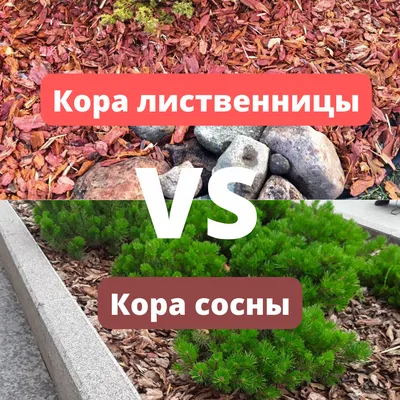 Кора сосны - красивые фото