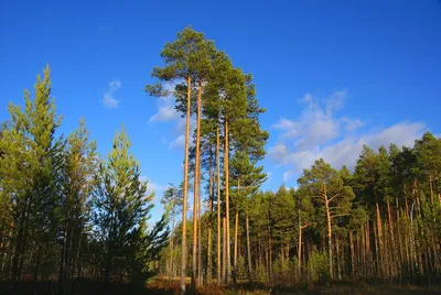 Модели парусников, породы дерева, сосна