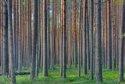 корабельная сосна фотография Stock | Adobe Stock