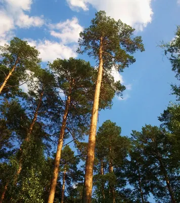 Корабельна сосна, Зеленський і робоча баба: мережі глузують з розмови  керівників \"Слуги народу\" - BBC News Україна