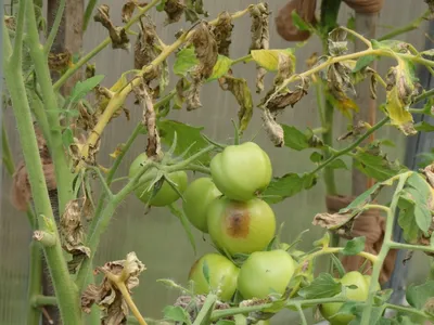 Фитофтора на помидорах: как бороться народными средствами — Украина