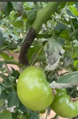 Коричневые пятна на помидорах: почему появились, что при этом делать и как  избавиться, фото