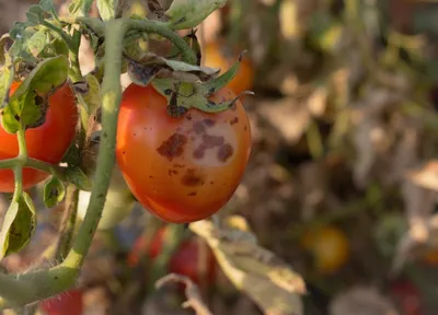 Болезни томатов и их лечение биопрепаратами - Biopreparaty