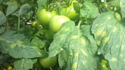Пятна на плодах томата: болезнь или особенность сорта | огород.ru | Дзен