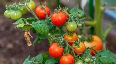 Темные пятна на листьях томатов (помидор) в теплице и открытом грунте -  Ортон