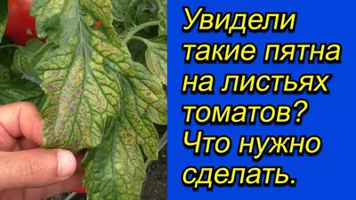 Черные пятна на стеблях томата - Проблемы с томатами: физиологические  нарушения, болезни и вредители - GreenTalk.ru