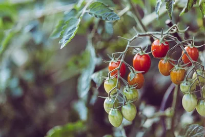 Казахстанские помидоры не пропустят в РФ из-за вируса коричневой  морщинистости