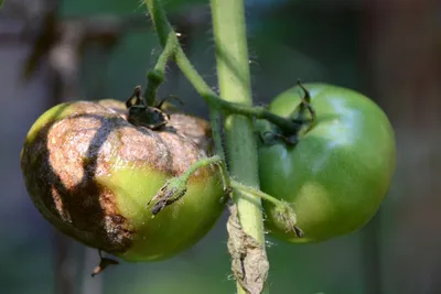 Чем кропить помидоры, чтобы не чернели: подробная инструкция