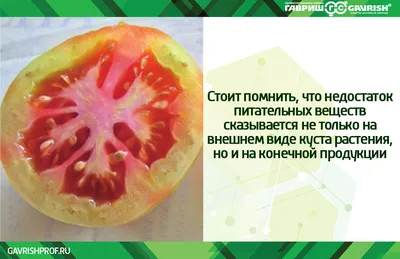 Коричневые пятна на листьях помидоров: чем лечить в теплице и открытом  грунте - Ортон
