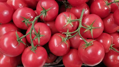 Диагностика минерального питания для томатов в летне-осеннем...