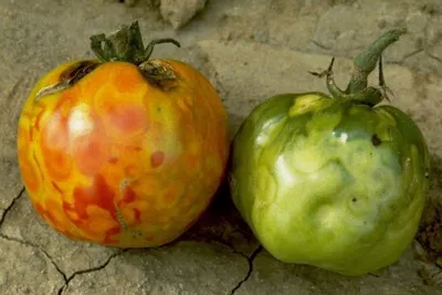 Выявлен новый опасный вирус на томатах – Овощи и Фрукты журнал