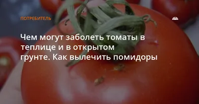 В Россию запрещен ввоз томатов и перцев, зараженных вирусом коричневой  морщинистости из Узбекистана - Новости Якутии - Якутия.Инфо
