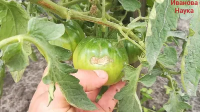 Как распознать опасный вирус томатно-коричневого морщинистого плода ToBRFV  на помидорах - Рамблер/новости