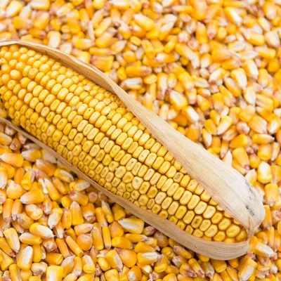 Продажа - Кукуруза кормовая