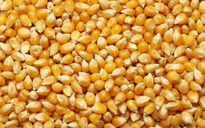Продажа - Кукуруза Кормовая