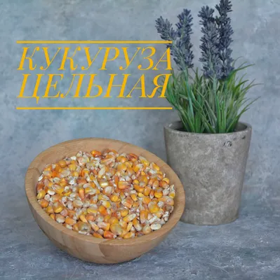 Продаётся кормовая кукуруза. Килограмм 60 тг. Есть доставка до алматы.: 60  тг. - Корма для сельхоз животных Жаркент на Olx