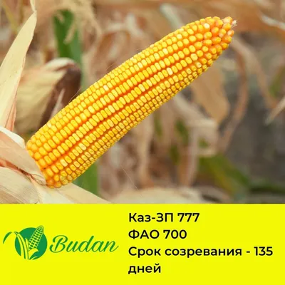 Как отличить, сахарная кукуруза или кормовая? 3 простых способа | ЕДА  ВСЕГДА! | Дзен