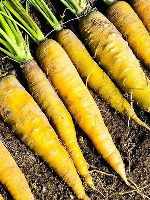 Морковь кормовая Лобберихер (Lobbericher)