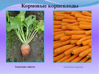 Купить кормовая морковь Дзержинский оптом и в розницу по низкой цене