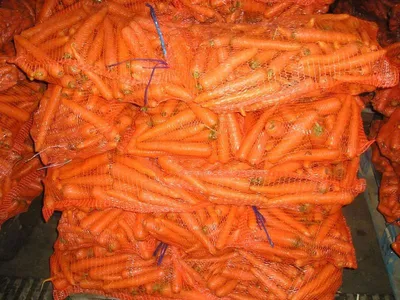Морковь: сорта и уход за корнеплодами