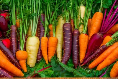 Продам морква на корм чи переробку, купити морква на корм чи переробку —  Agro-Ukraine