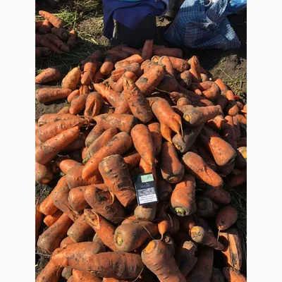 6 свойств моркови, о которых вы не знали | Живая Еда с Сергеем Малозёмовым  | Дзен
