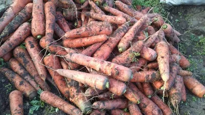 Кормовая морковь – необходимый компонент качественного питания животных.  Купить кормовую морковь недорого в Санкт-Петербурге