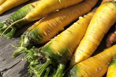 Семена кормового сорта моркови Лобберихер по доступной цене