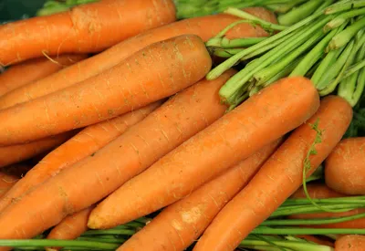 Купить кормовая морковь Дзержинский оптом и в розницу по низкой цене