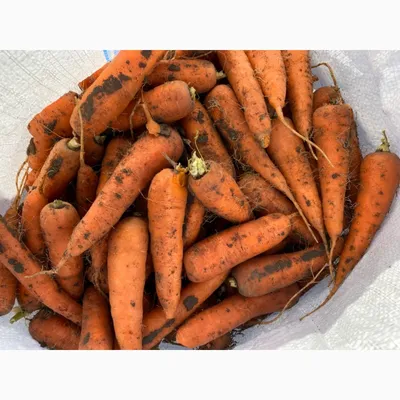 Криопорошок Морковь, сухой сок, напиток, пищевая добавка, без сахара и  красителя - купить с доставкой по выгодным ценам в интернет-магазине OZON  (507044378)
